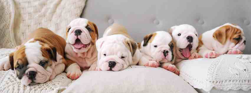 Puppies for adoption in seattle banner showing a bunch of english bulldog puppies on a sofa.