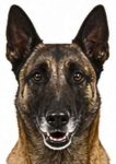 Belgian Malinois large dog breed portrait for adoption and rehoming