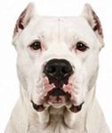 Dogo Argentino large dog breed portrait for adoption and rehoming