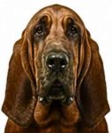Bloodhound large dog breed portrait for adoption and rehoming