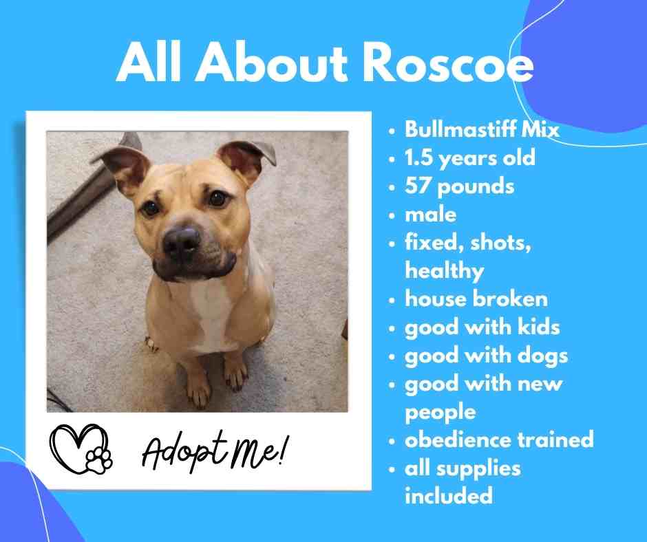 Roscoe a bullmastiff mix for adoption in gresham oregon