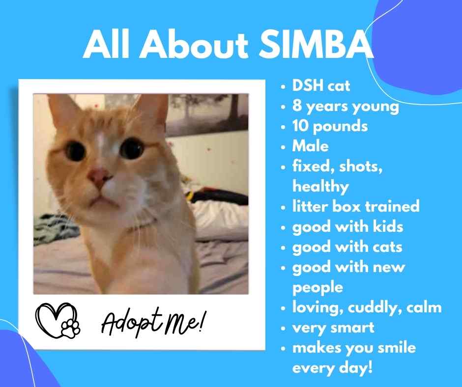Photo collage of simba, an orange tabby cat for adoption in calgary ab