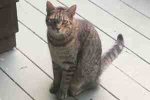 Scupper - brown tabby cat for adoption in newington nh