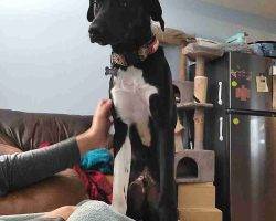 Lab border collie mix dog adoption edmonton ab