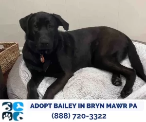 Sweet bailey lying in her dog bed. She is a black lab dog for adoption in bryn mawr pa.