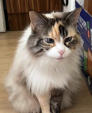 Ragdoll Cat And Black Sister For Adoption In Spring Texas – Meet CeCe And Rosie