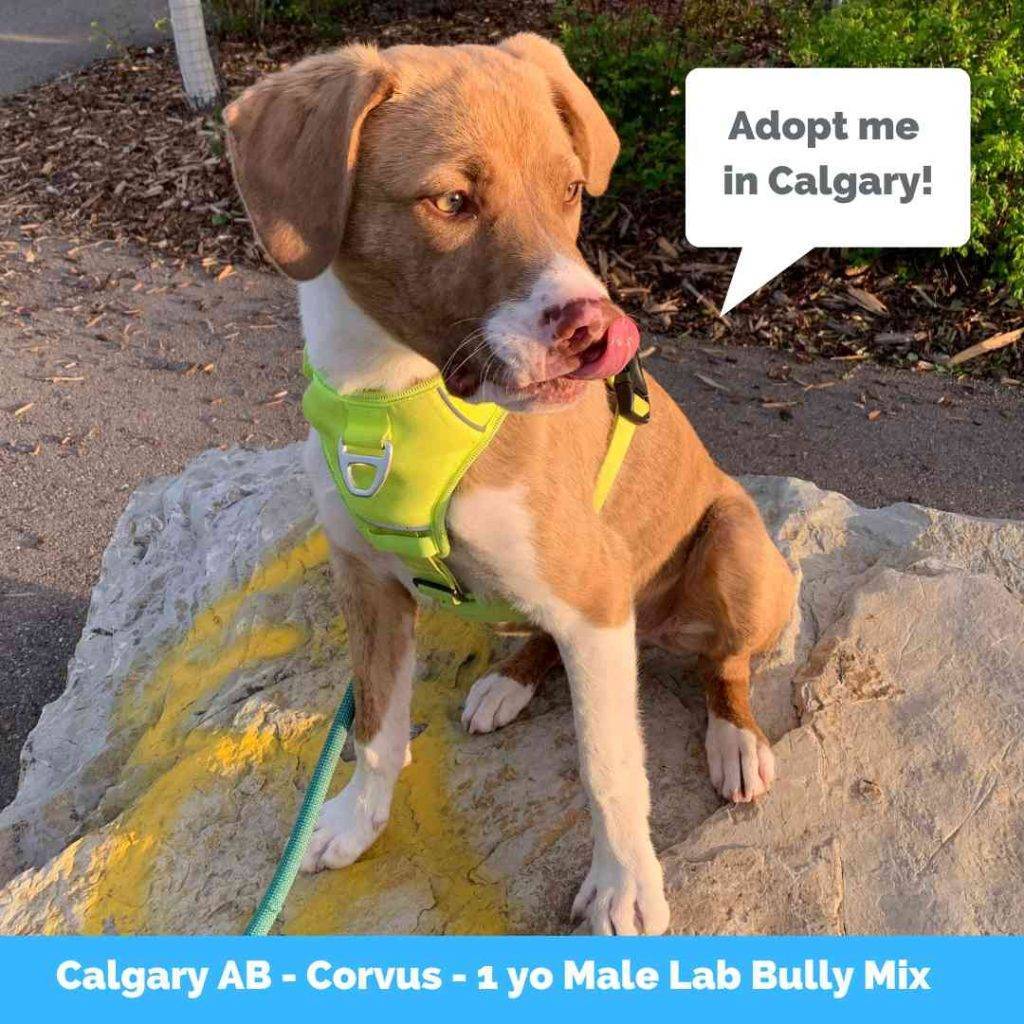 Corvus lab pit mix dog for adoption in calgary