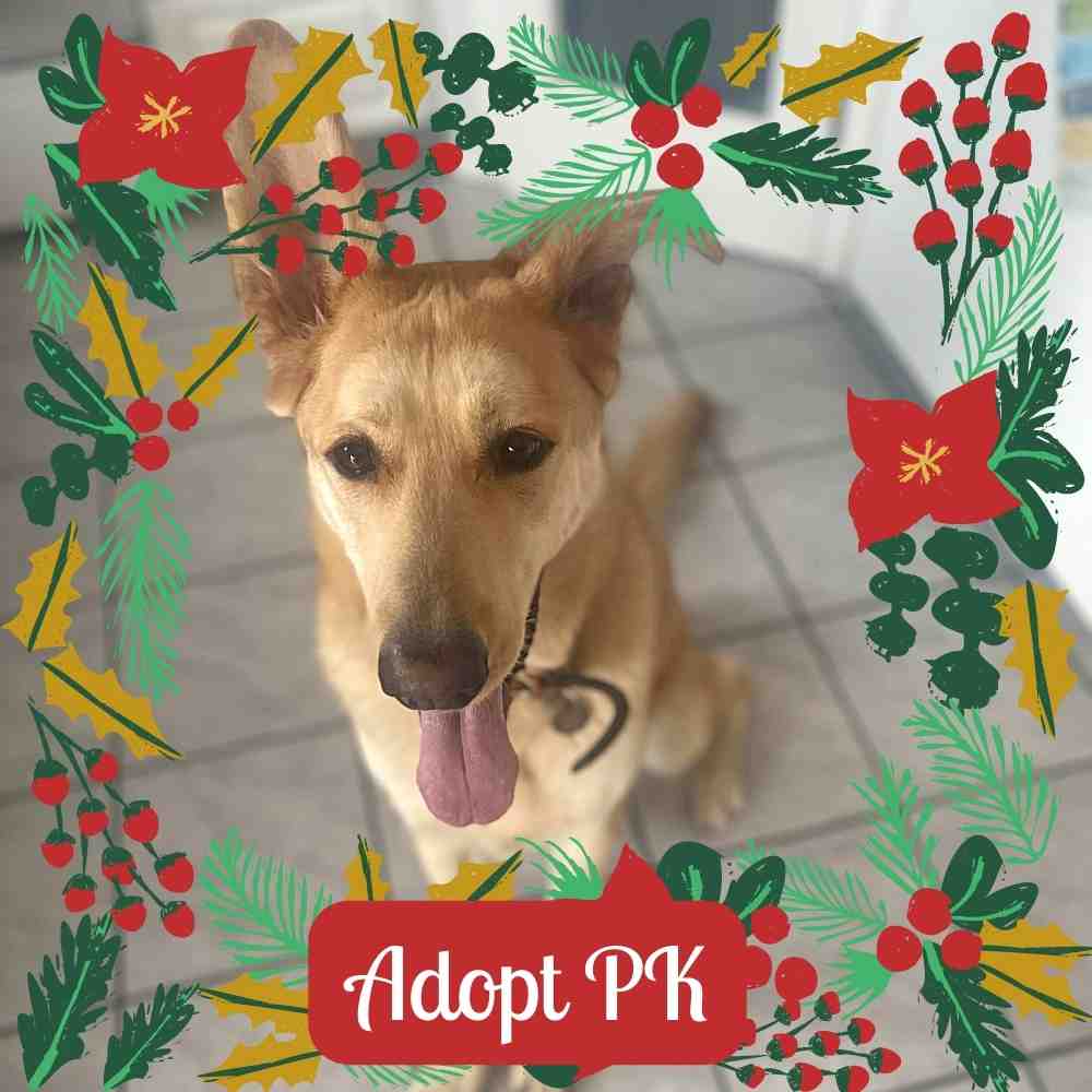 Pk yellow labrador retriever mix dog for adoption in edmonton ab