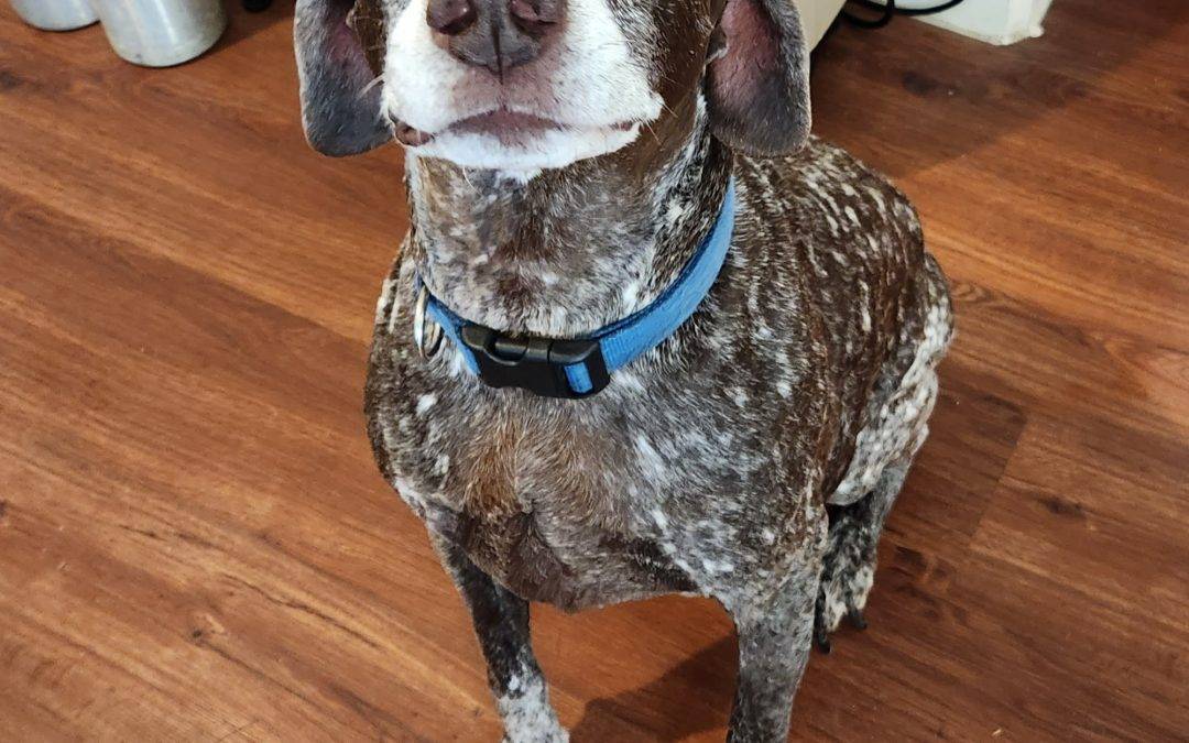 German shorthaired pointer dog for adoption in houston tx – adopt boomer