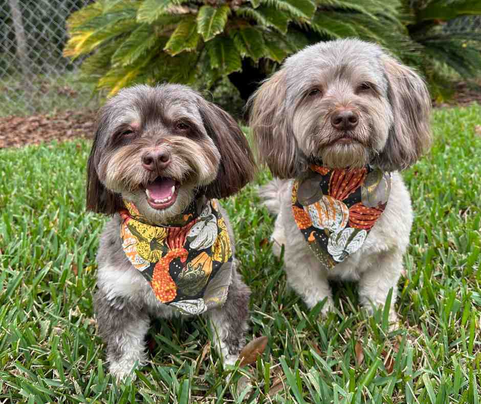 Pair of havanese dogs looking at the camera. One has a glorious smile, while the other looks on pensively.