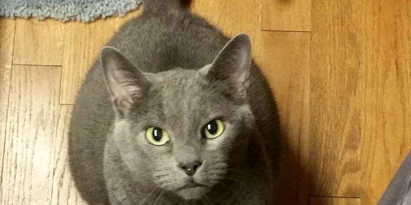 Gainesville TX – Stunning Russian Blue Cat For Private Adoption – Meet Jack