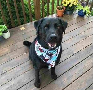 Friendly logan the black labrador retriever shows us his favorite scarf and a big grin.
