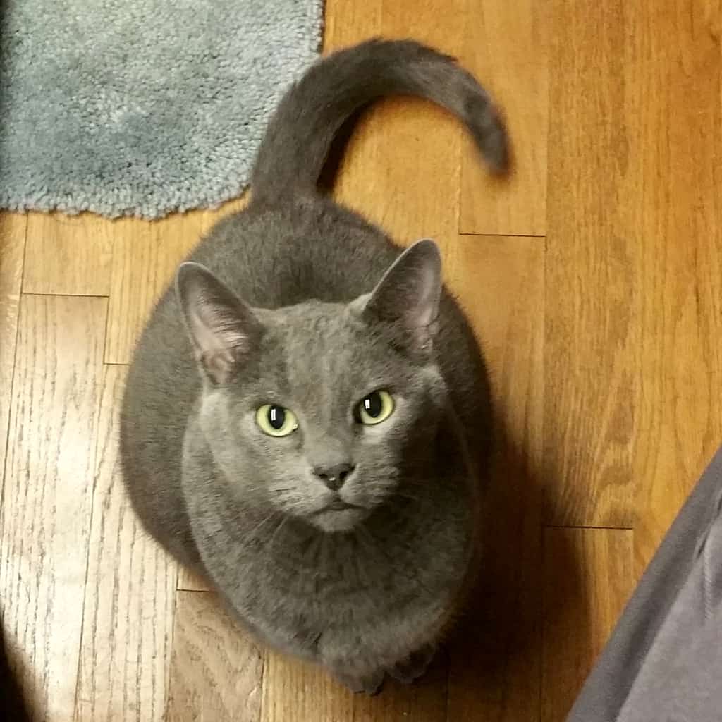 Gainesville TX – Stunning Russian Blue Cat For Private Adoption – Meet Jack