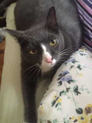 Gorgeous Grey Tabby Cat For Adoption To Loving Home In Atlanta GA - Adopt Castle Today!