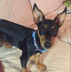 Beau Minpin Puppy For Adoption In Thurmont MD