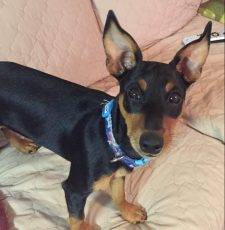 Beau Minpin Puppy For Adoption In Thurmont MD