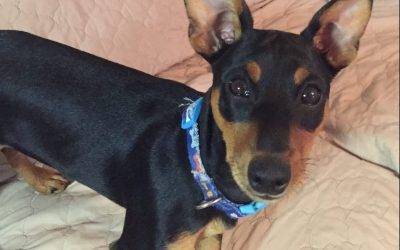 Miniature pinscher minpin puppy for adoption near baltimore and washington dc