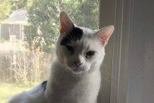 Sweet Gentle White Cat For Adoption Pittsburgh PA