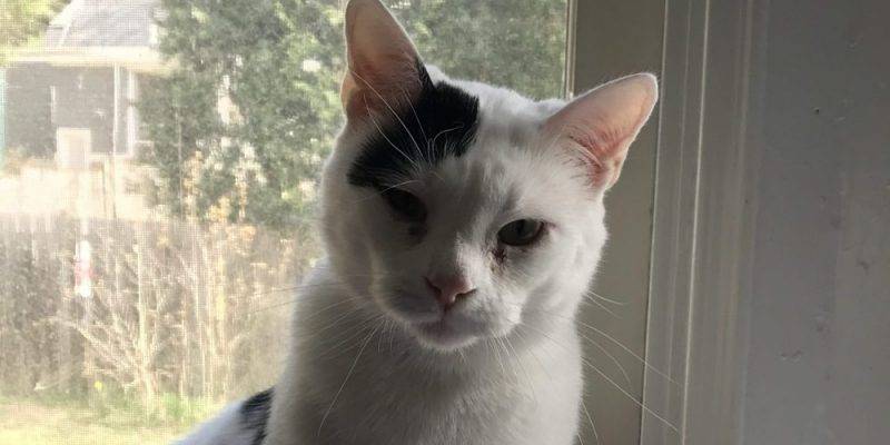 Pittsburgh PA - Sweet & Gentle White Cat For Private ...