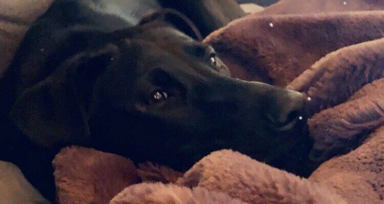 Labrador Retriever Pitbull Mix dog For Adoption by Owner in Porcupine Ontario