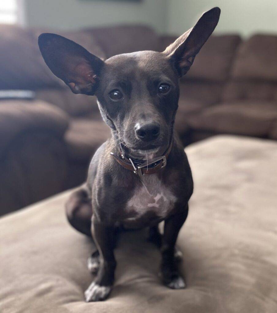 Chihuahua Mix Dog For Adoption
