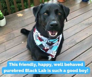 Black labrador retriever for adoption in conshohocken (philadelphia) pennsylvania – meet 7 yo logan