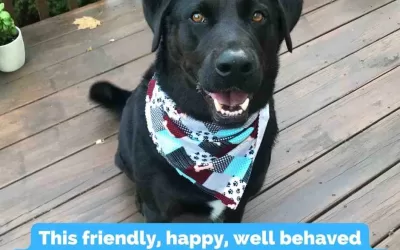 Black labrador retriever for adoption in conshohocken (philadelphia) pennsylvania – meet 7 yo logan