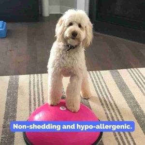 Miniature Labradoodle For Adoption in Indianapolis Indiana