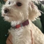 Maltese Dog Adoption Rehoming
