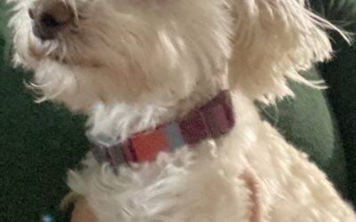 Maltipoo (maltese x toy poodle mix) dog for adoption – nashville tn –  adopt wrigley