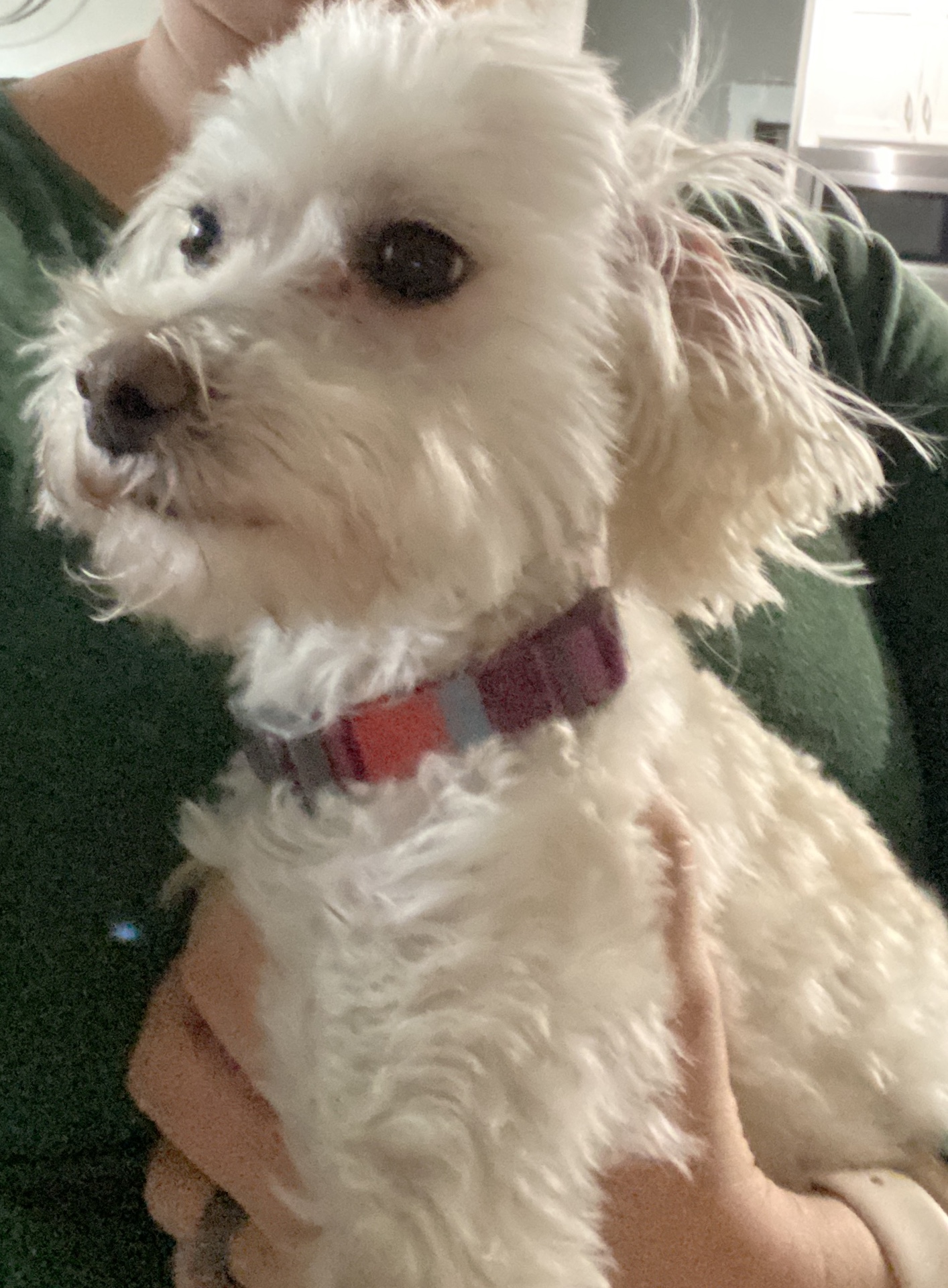 Maltipoo Maltese X Toy Poodle Mix Dog For Adoption Nashville Tn Adopt Wrigley