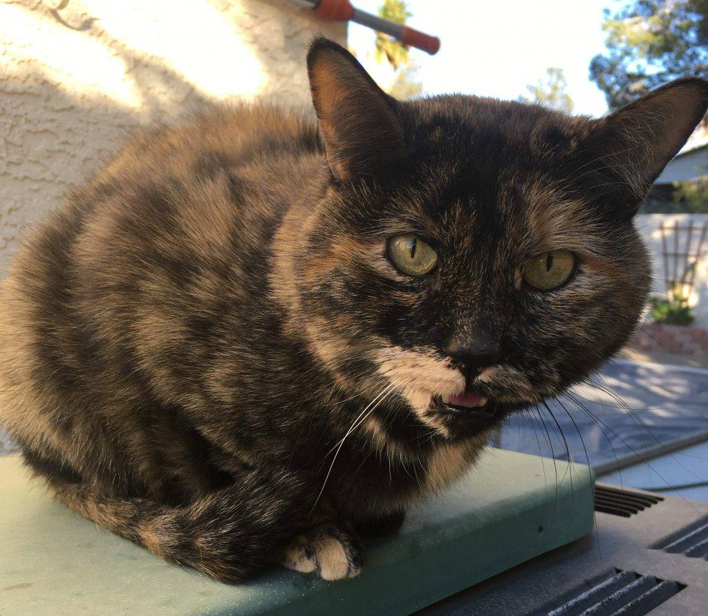 Tortoiseshell cat for adoption in las vegas