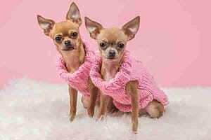 Cute pair of chihuahuas wearing pink shirts