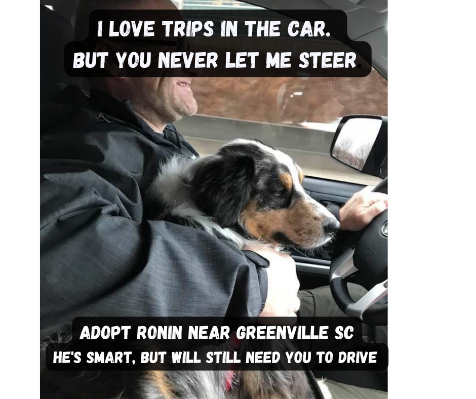 Aussie shepherds are smart, but he still needs you to drive for him.