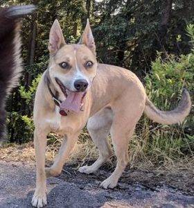 Photo Boxer siberian husky mix dog for adoption in los angeles ca - meet sheba