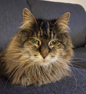 Maine coon cat for adoption in airdrie ab – supplies included – adopt tommy
