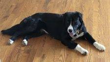 Border Collie Australian Shepherd Mix Dog For Adoption In Lees Summit MO Near Kansas City