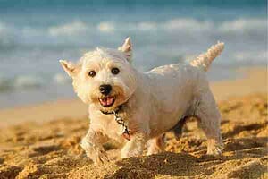 Cute westie in the sand, typical of dogs we help find homes for here at las vegas pet rehoming services