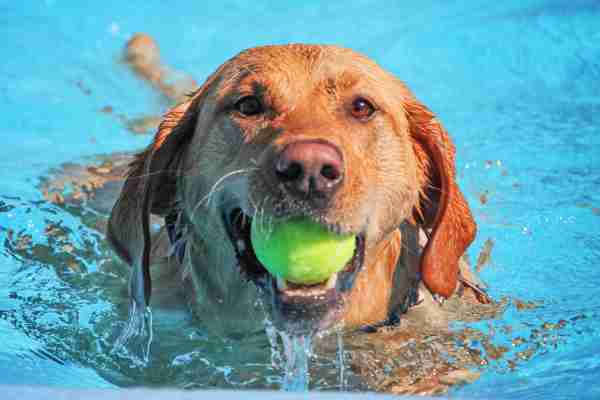 Cute Labrador Retriever mix dog similar to dogs for adoption near you showcased on our website. This one is swimming with a ball in his mouth. So refreshing!