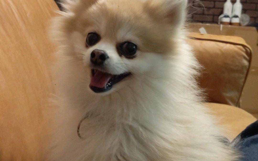 Adopted – teddy – 6 year old pomeranian in houston texas