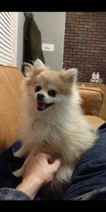 ADOPTED – Teddy – 6 Year Old Pomeranian In Houston Texas