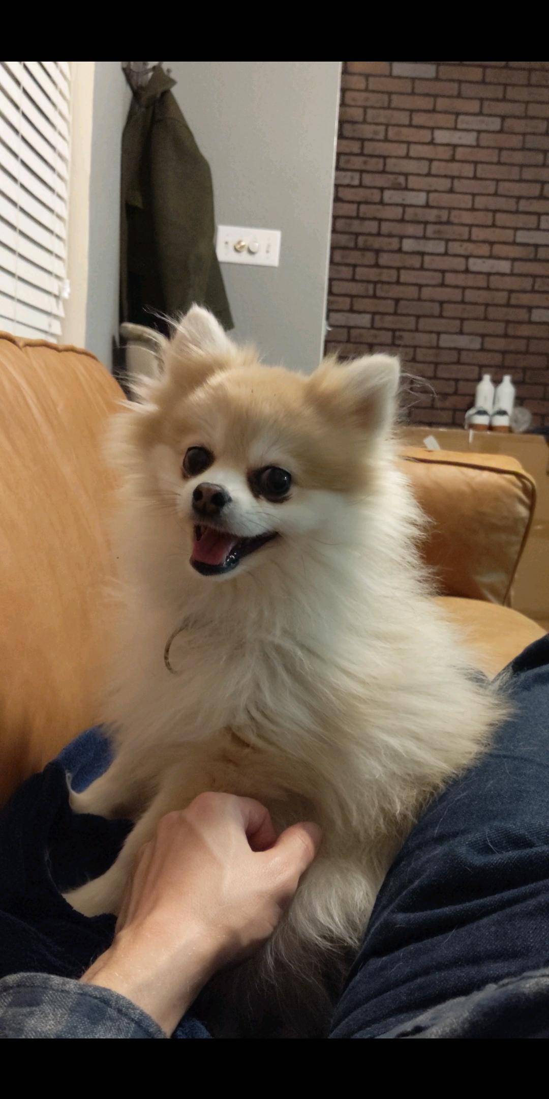 ADOPTED – Teddy – 6 Year Old Pomeranian in Houston Texas