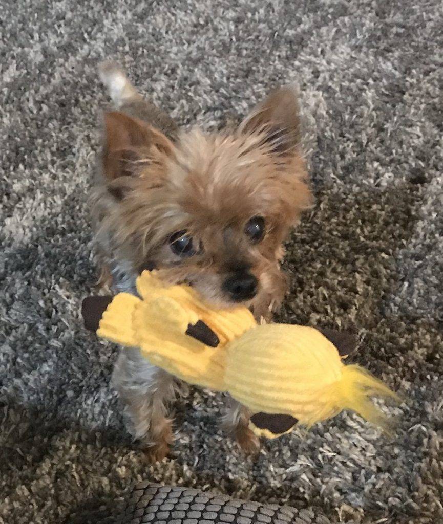 Sofie - teacup yorkshire terrier yorkie rehomed near portland oregon