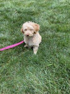 Adopted miniature goldendoodle puppy adopted in westerville oh – meet lulu