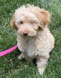 Adopted miniature goldendoodle puppy adopted in westerville oh – meet lulu