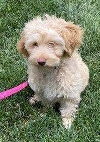 ADOPTED Miniature Goldendoodle Puppy Adopted in Westerville OH – Meet Lulu