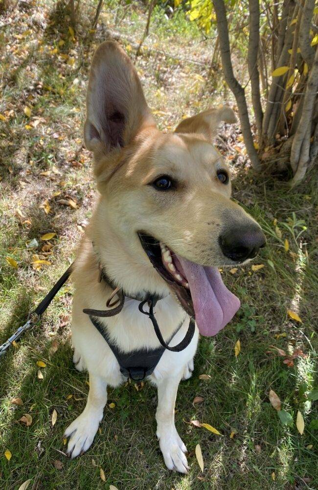 Pk is a handsome Siberian Husky German Shepherd Mix Dog for adoption in Edmonton AB