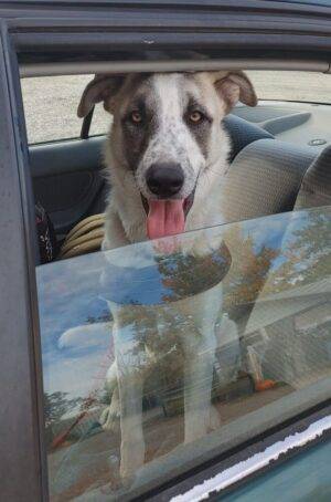 Coconut Is A Siberian Husky ACD Heeler Mix Dog For Adoption In Calgary AB