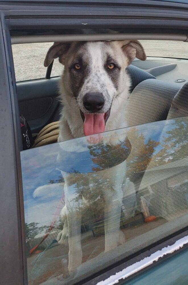 Coconut is a Siberian Husky ACD Heeler mix dog for adoption in Calgary AB