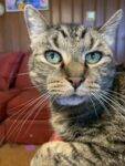 A Stunning Blue-Green Eyed Tabby Cat For Adoption In Lubbock Texas